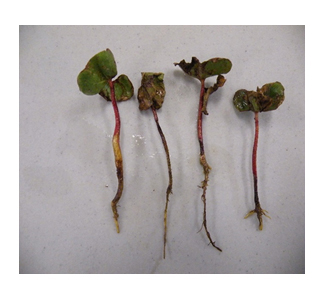 cotton seedling diseased leavesjpg